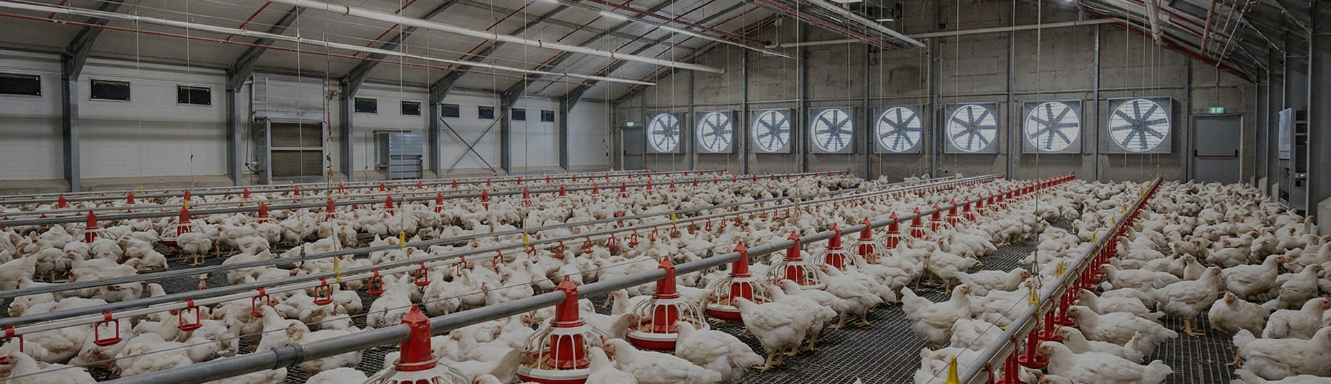 Rearing on Ground and Welfare Cages