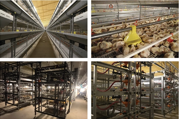 Automatic Broiler Cage Size