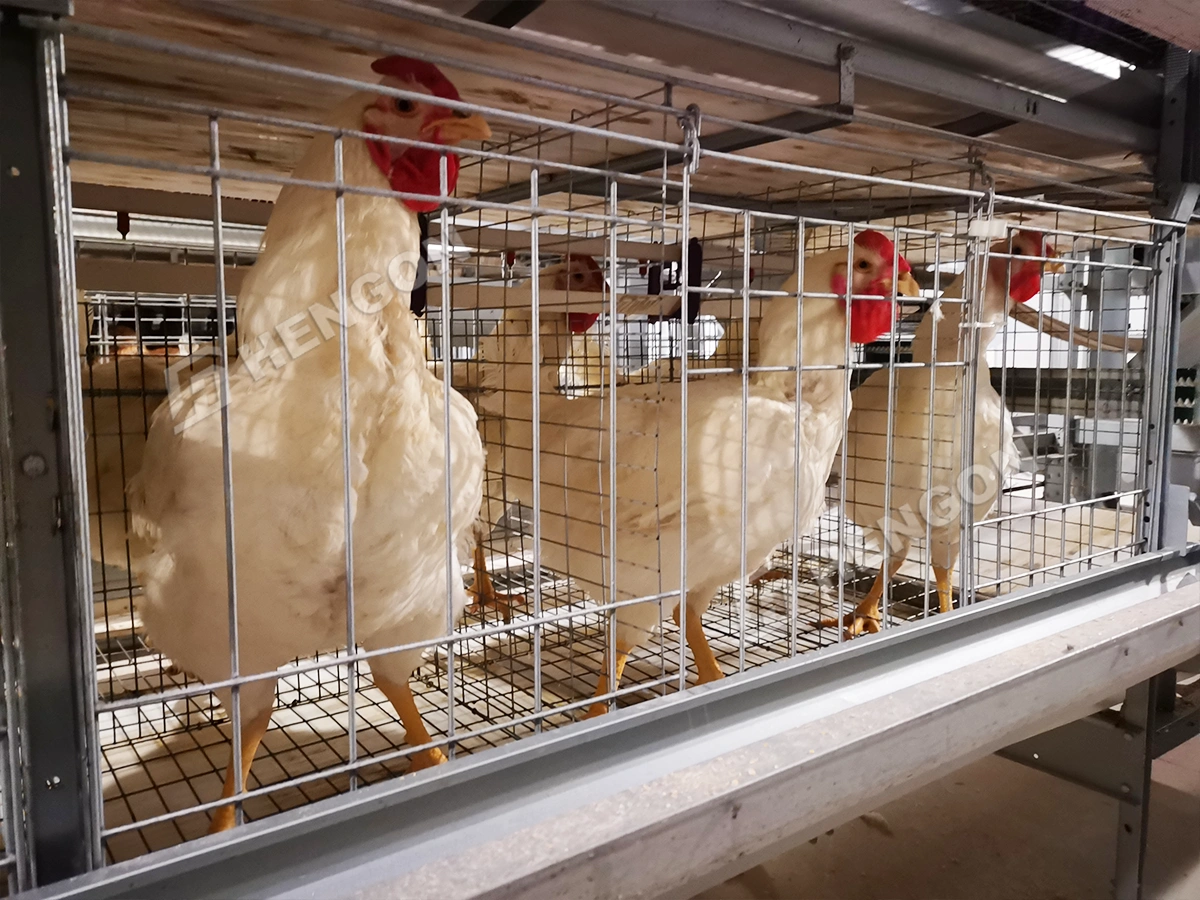 Broiler Chicken Cages