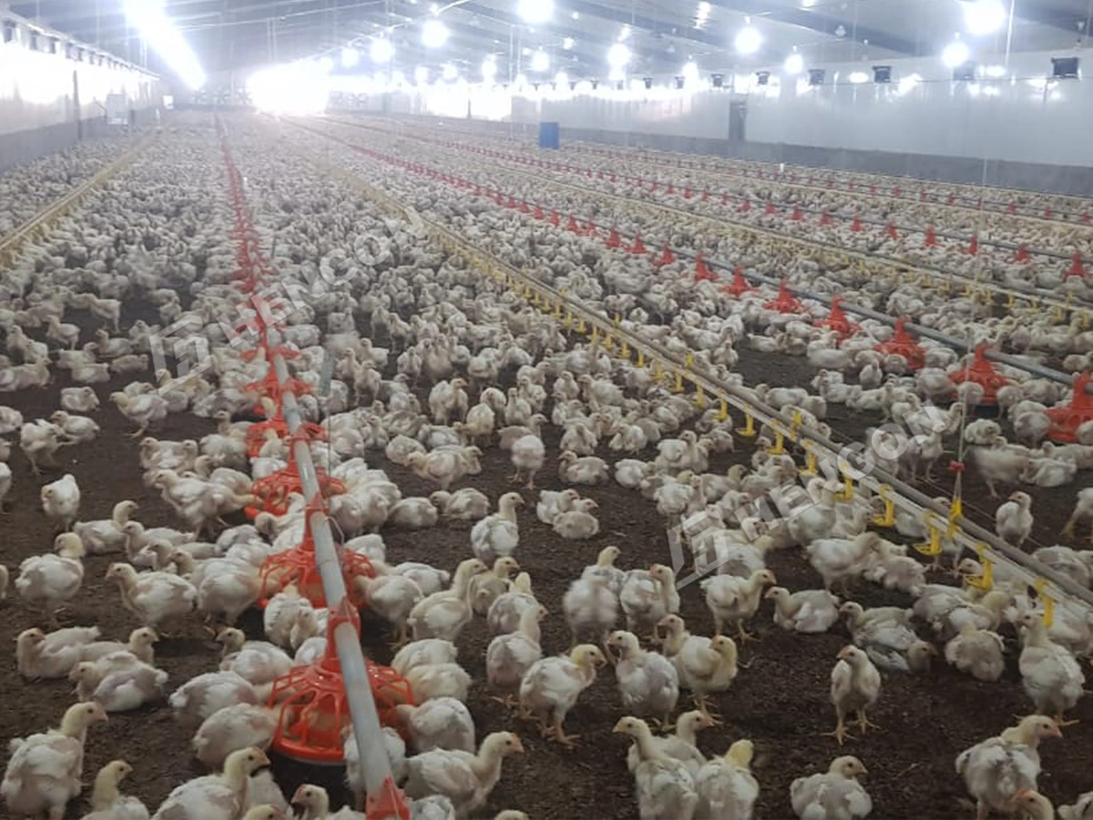 Broiler Raising on Ground