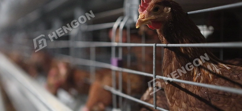 Broiler Chicken Cages