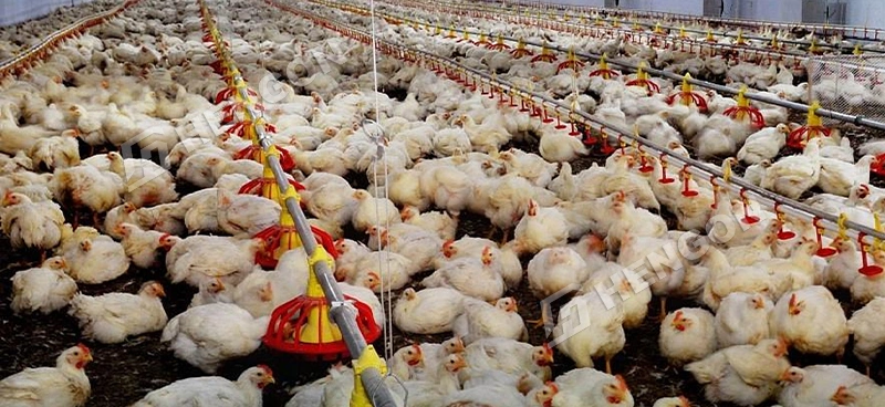 Broiler Raising on Ground