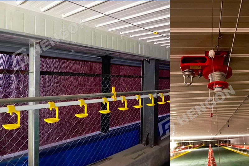 Philippines - Broiler on ground