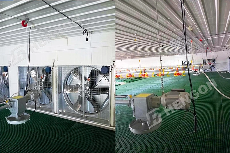 Philippines - Broiler on ground