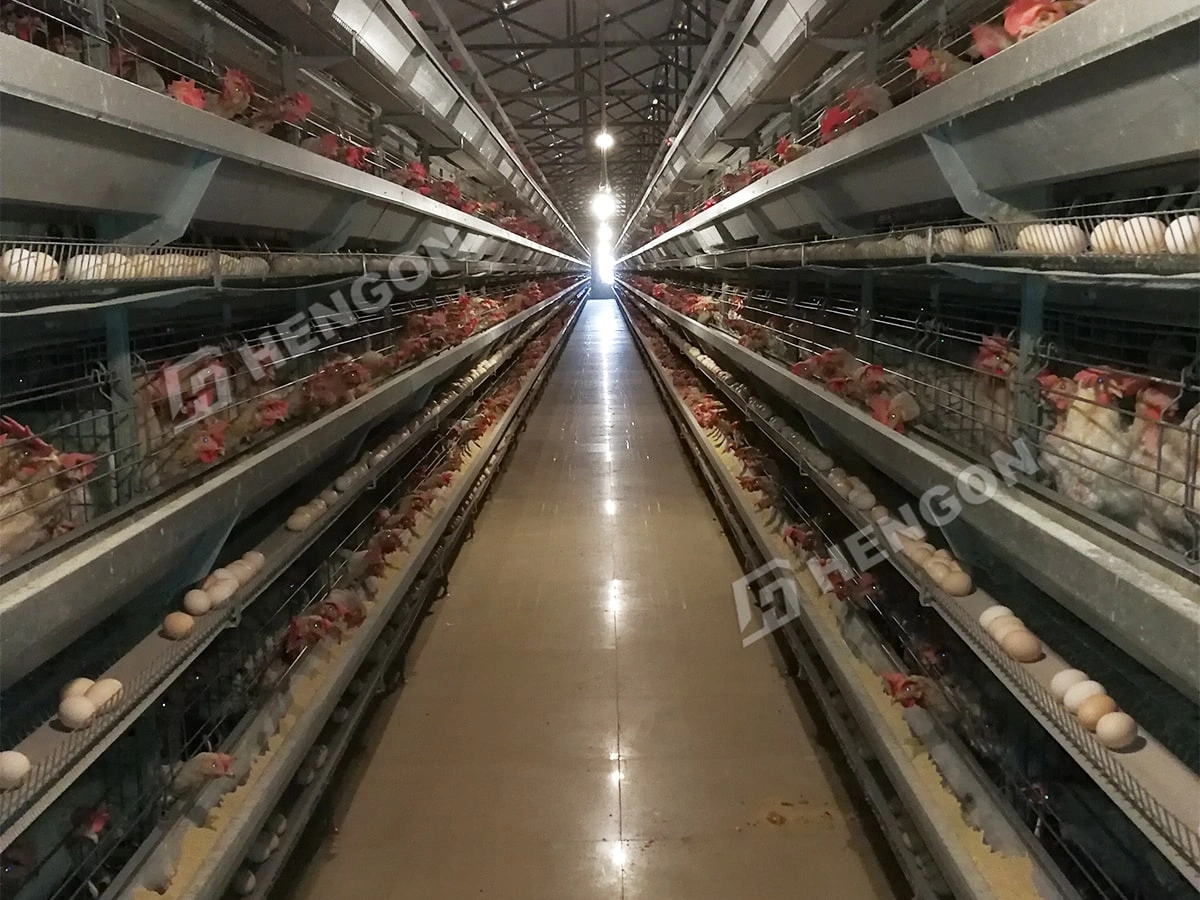 Layer and Brooder Cages