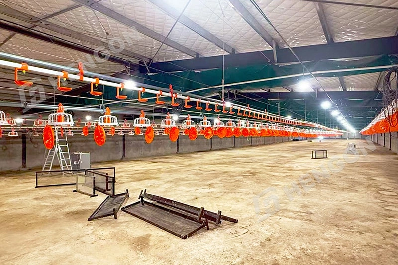 Senegal - Broiler on ground