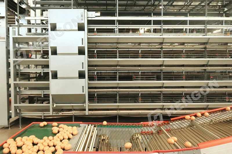 Poultry Equipment for Large-Scale Layer Projects