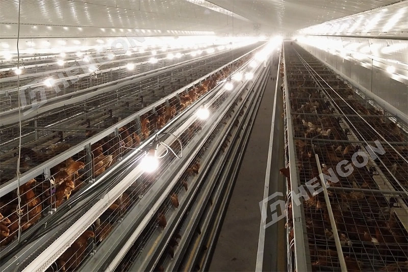 Poultry Equipment for Large-Scale Layer Projects